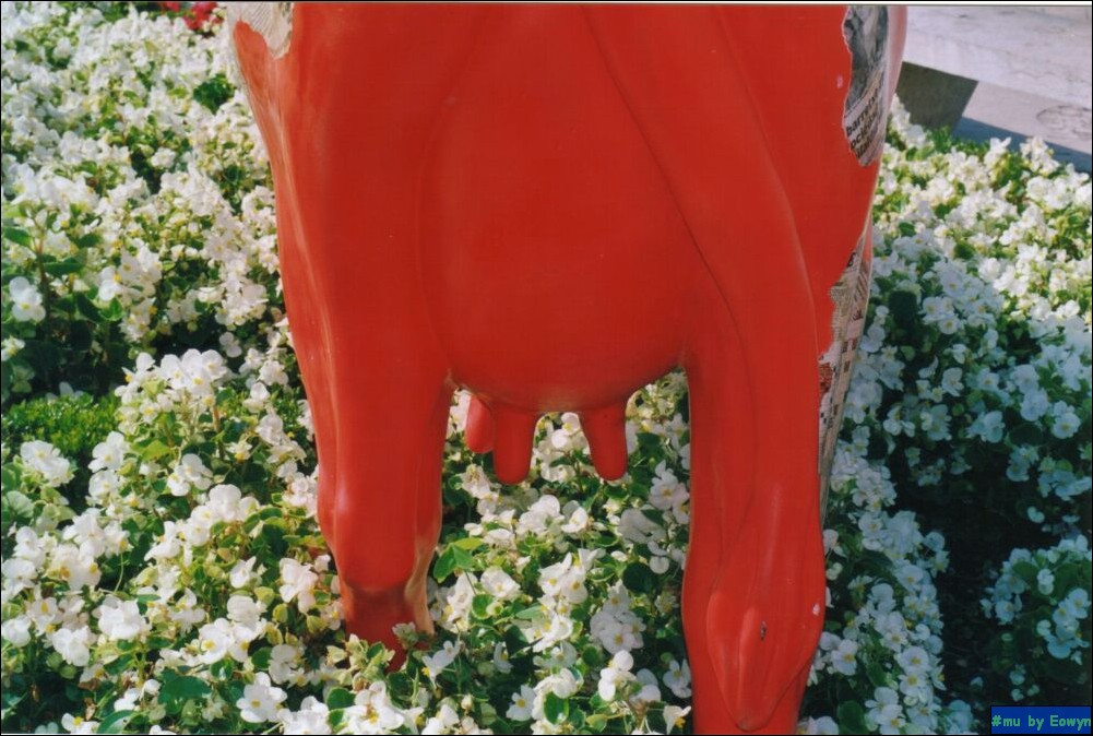 vaca003.jpg