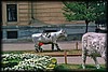 vaca008.jpg
