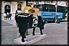 vaca010.jpg
