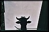vaca018.jpg