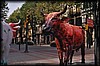 vaca310.jpg