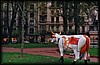 vaca319.jpg