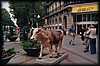vaca324.jpg
