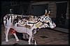 vaca325.jpg