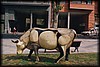 vaca409.jpg