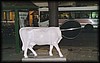 vaca503.jpg