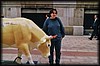 vaca601.jpg